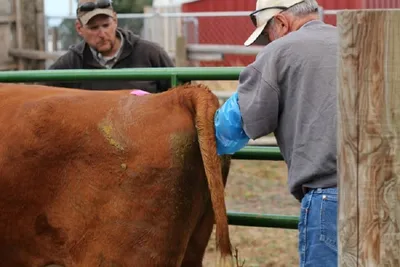 Искусственный интеллект помогает прогнозировать проблемы с отелом у коров |  Ветеринария и жизнь