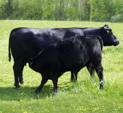 В каких случаях используется искусственное осеменение коров? ✓ Статьи в  блоге магазина БИОВЕТ