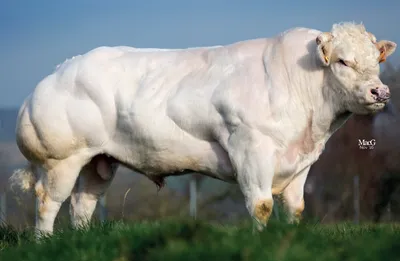 На Чукотке в сельскохозяйственной организации впервые провели искусственное  осеменение коров – Telegraph