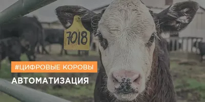 Клоны встраиваются в жизнь: в России родила корова из пробирки - МК
