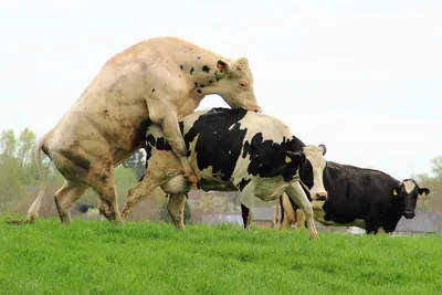 Спаривание коров и быков фото фото
