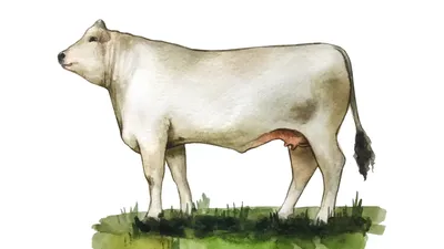 Спаривание коровы с быком осеменителем | Знай ферму | Дзен