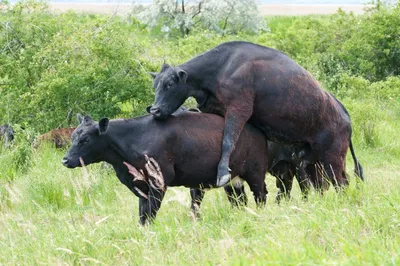 СПАРИВАНИЕ БЫКА С КОРОВОЙ /Mating Bull - YouTube