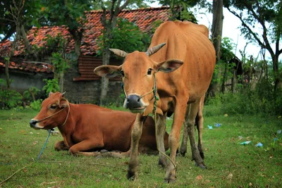 Социальное поведение коров