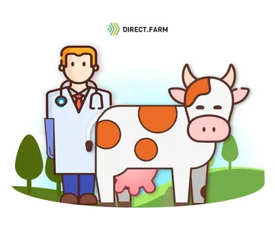В каких случаях используется искусственное осеменение коров? ✓ Статьи в  блоге магазина БИОВЕТ