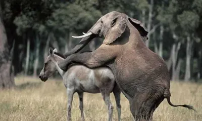 Спаривание Слонов На Озере — стоковые фотографии и другие картинки Африка -  Африка, Африканский слон, Без людей - iStock