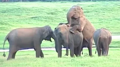 Спаривание слонов фото фото