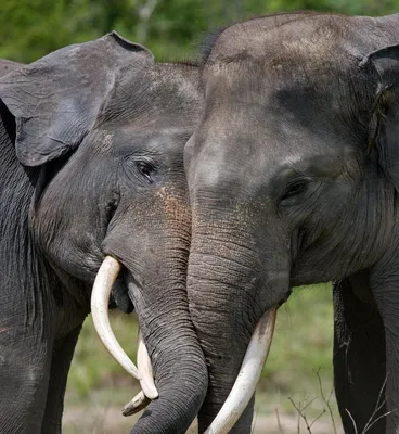 Спаривание поцелуй азиатских слонов любви Стоковое Изображение -  изображение насчитывающей восточно, воспр: 181197887