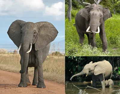 Спаривание Слонов — стоковые фотографии и другие картинки Слон -  Толстокожие животные - Слон - Толстокожие животные, Спаривание животных,  Без людей - iStock