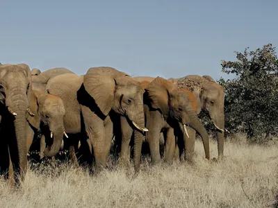 Слоны спариваются в озере, Stock Footage Включая: африка и закрыть - Envato  Elements