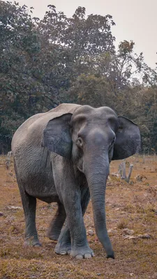 Слоны Незадолго До Спаривания — стоковые фотографии и другие картинки  Животное - Животное, Слон - Толстокожие животные, Африка - iStock
