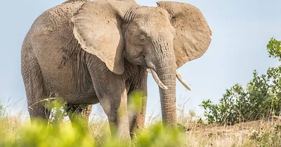 Спаривание слонов» — создано в Шедевруме