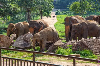 Спаривание прелюдия азиатских слонов Стоковое Изображение - изображение  насчитывающей воспр, влюбленность: 181197907