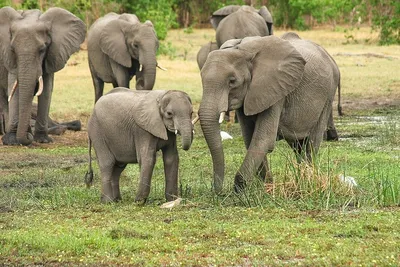 Мужские и женские слонов спариваются между деревьями Стоковое Изображение -  изображение насчитывающей буш, слоны: 172368253