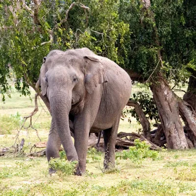 Слоны спариваются в озере, Stock Footage Включая: африка и закрыть - Envato  Elements