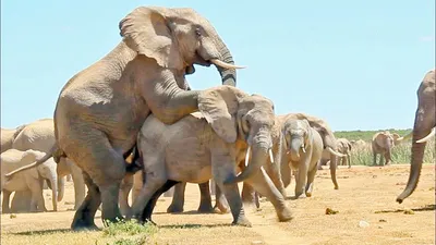 спаривание африканских слонов Стоковое Изображение - изображение  насчитывающей кения, вышесказанного: 222658105