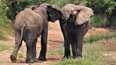 Весна и лето - природа и брачные игры Цусимских слонов» — создано в  Шедевруме