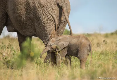 два, спаривание слонов, фронт, воды, слон, африканский буш слон,  Национальный парк, сафари | Piqsels