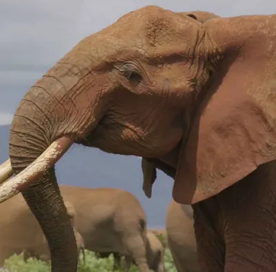 Мужчины И Женщины Африканских Слонов Буша — стоковые фотографии и другие  картинки Слон - Толстокожие животные - Слон - Толстокожие животные,  Спаривание животных, Африка - iStock