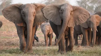 Как общаются слоны? | ZOO CHANNEL | Дзен