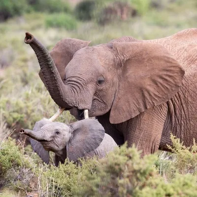 Африканские Слоны Уши Хлопанье - Бесплатное фото на Pixabay - Pixabay