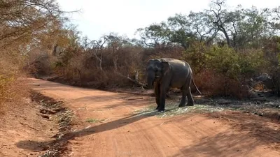 Азиатская слониха успокаивает детеныша Фон И картинка для бесплатной  загрузки - Pngtree