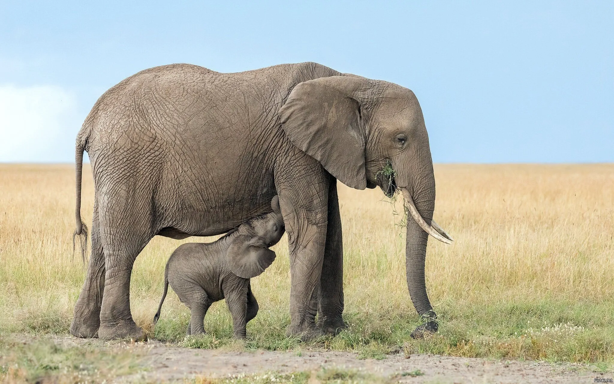 Самка слона. Африканский саванский слон. Африканский слон сбоку. Африканский слон (самка).