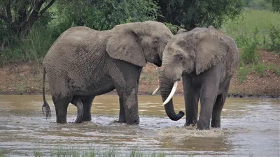 Чем объясняются случаи убийства носорогов африканскими слонами? — Музей  фактов