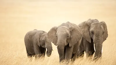 Слоны могут по запаху определить степень родства с другим слоном