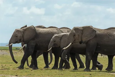 Scientific Reports: Африканские слоны используют свое острое обоняние как  форму общения - INVOLTA TECHNOLOGIES