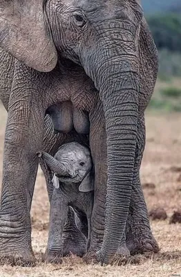 Африканский слон: Ядерная бомбардировка интересными фактами | Книга  животных | Дзен