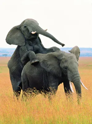 Создать мем \"индийские слоны, elephant elephant, слоны\" - Картинки -  Meme-arsenal.com