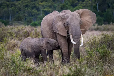 Элегантный слон нежный гигант саванны | Премиум Фото