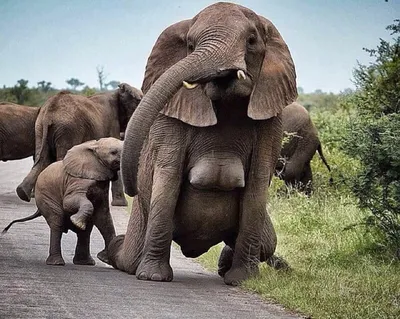 Спаривание слонов фото фото