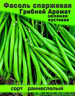 Фасоль спаржевая Без волокна 20г | Семена бобовых | Фиалка.net