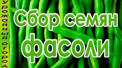 Семена Фасоль спаржевая Серенгети. Семена Приобья ф.п. 20 шт — купить по  выгодной цене в интернет-магазине Колорлон