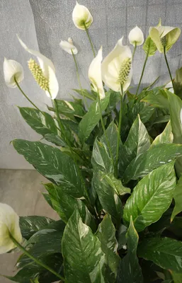 Спатифиллум 50 см свежие цветы в Бресте с доставкой