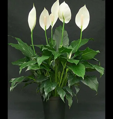 HOW TO CARE FOR PEACE LILIES (SPATHIPHYLLUM) - NurseryBuy