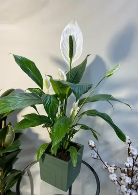 Спатифиллум / Spathiphyllum - «Не пересаживаю, не подкармливаю, а этот  красавец из семейства ароидных радует который год пышным цветением. В чем  секрет?» | отзывы