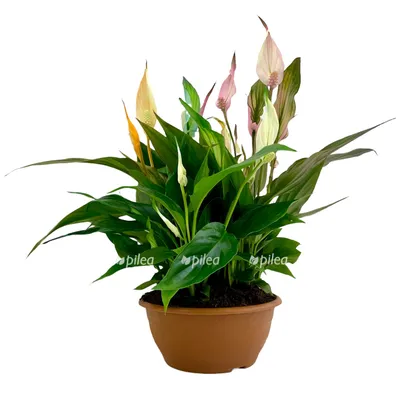377 рез. по запросу «Spathiphyllum cochlearispathum» — изображения,  стоковые фотографии, трехмерные объекты и векторная графика | Shutterstock