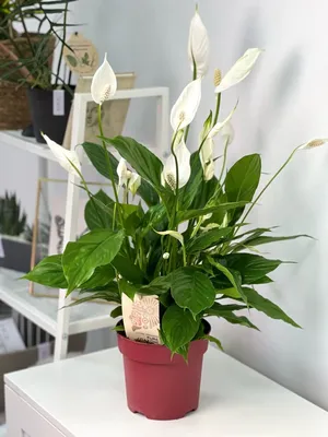 https://www.dreamstime.com/stock-illustration-greeting-card-flowers-spathiphyllum-anthurium-image83470110