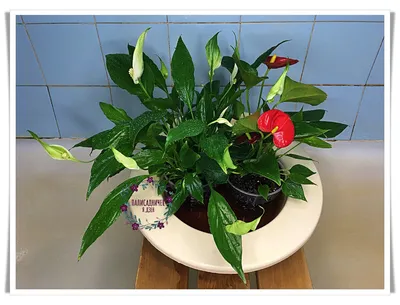 Greeting Card With Flowers Spathiphyllum And Anthurium Stock Illustration -  Download Image Now - iStock