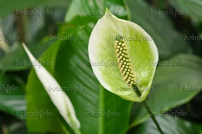 Spathiphyllum - Plant Collection - Shop Collections