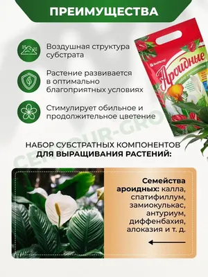 Spathiphyllum Sensation | Kitchen plants, Flower pot garden, Plant decor  indoor