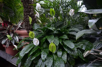 Peace Lily And Anthurium Plants Around Home Or Office | What Grows There ::  Hugh Conlon, Horticulturalist, Garden Advisor, and Photographer