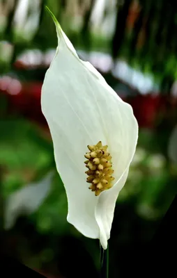 Spathiphyllum floribundum (Snowflower) - World of Flowering Plants