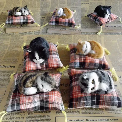 Самый милый флешмоб: в сети показали забавные фото со спящими котами — УНИАН