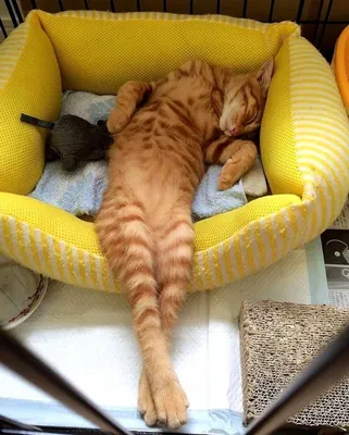 Прикольные коты | Сонный кот, Кот, Пушистый кот