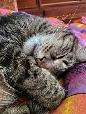 Умилительно спящие кошки: смешная фотопобдорка - Кошка в доме | Кошки, Спящий  кот, Животные