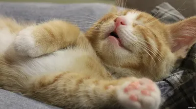Милота! Спящие котики! Интересные фото и видео! | Белые Лапки | Дзен